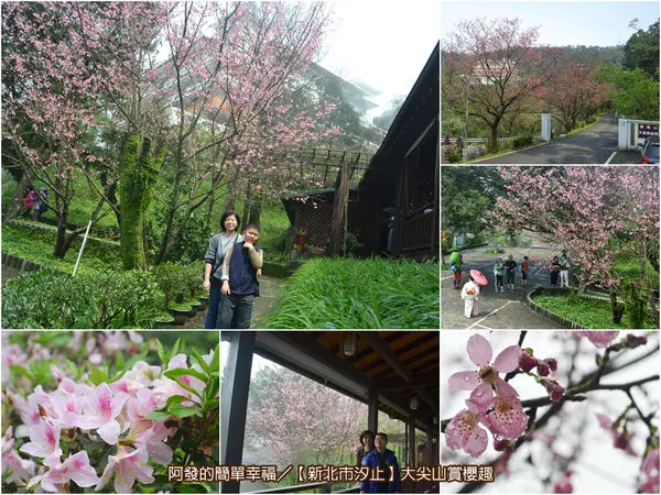 ﹝新北市汐止遊記﹞大尖山賞櫻　時而夢幻空靈、時而美豔動人，櫻花與杜鵑齊綻的清幽山境（2017/03/18花況）　／大台北賞櫻／大台北櫻花大道／汐止賞櫻秘境／彌勒山天道清修院