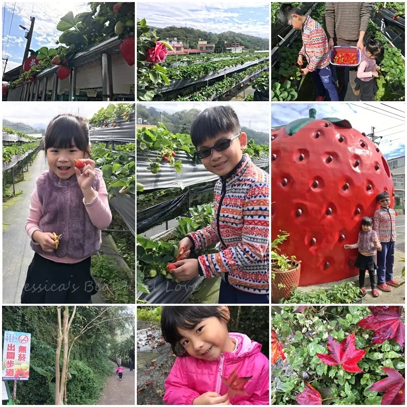 【苗栗大湖】草莓ㄉ故鄉親子遊~不用彎腰很好採的吳家高架草莓園。順遊三義出關步道抓位楓紅尾巴賞初櫻