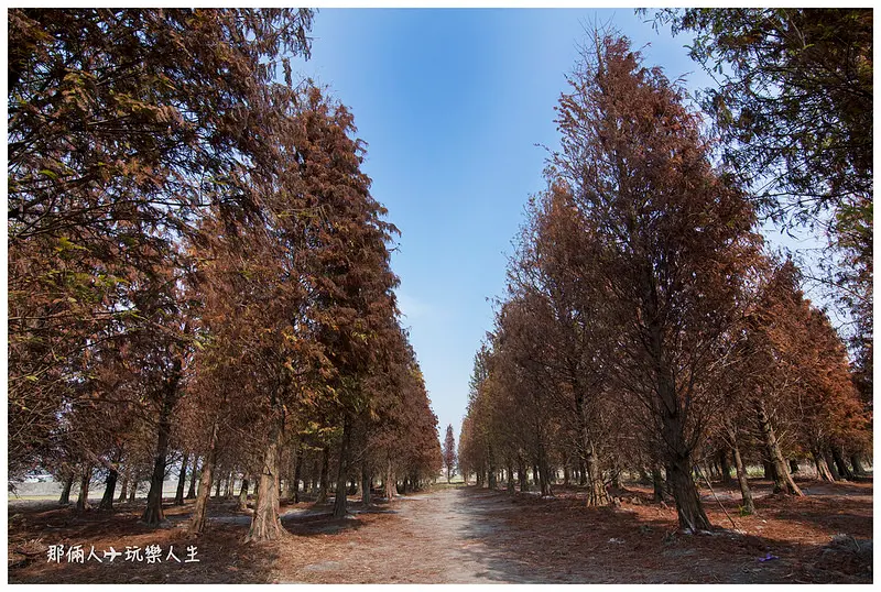 『彰化-大村景點』 秘境隱藏版-期間限定落羽松