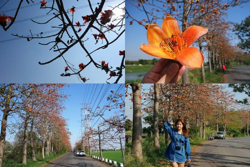 【彰化埤頭木棉花道】沿著東螺溪畔欣賞整條木棉花壯盛開放美景！彰化埤頭著名景點，超美木棉花道就在這裡。