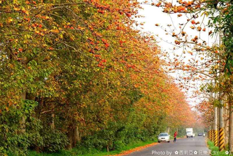 【彰化。埤頭鄉】三月火紅綻放木棉花真的是美極了，讓我們走一趟『東螺溪木棉花道』賞花趣吧！(賞花日期：106/3/22)※東螺溪木棉道屬一般道路，來往大型車輛頗多，賞花之餘一定要注意自身安全※