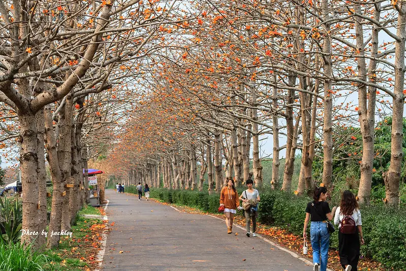 200321彰化-東螺溪木棉花道