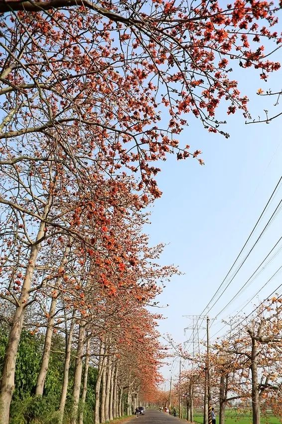 2021彰化縣埤頭鄉木棉道｜東螺溪木棉花道｜紅紅的花開滿了木棉道～-