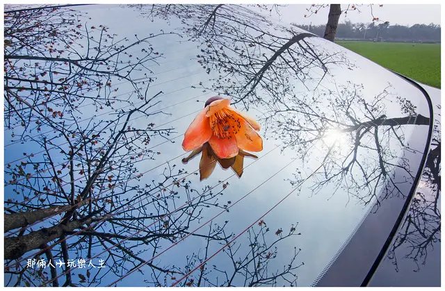 『彰化-二林景點』溪湖二林交接處 木棉花隧道  用美照教你玩攝影 讓你不論用手機還是相機都能拍的美美的​​