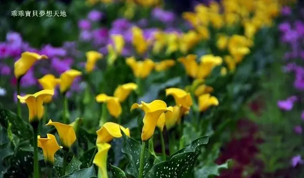 【大園 / 賞海芋】2017桃園彩色海芋季 - 芋見你,真好！
