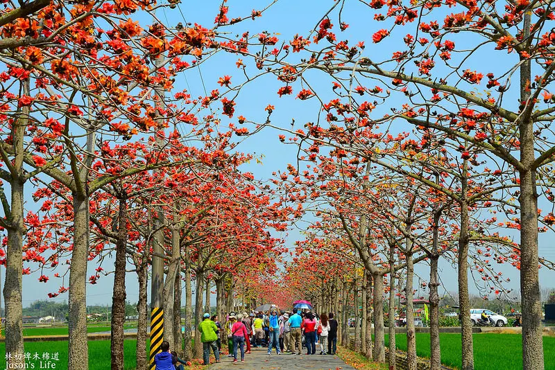 【台南白河｜景點】期間限定，屬於3月的火紅，形成長達百公尺的紅色隧道，全球最美的木棉道之一。2018年林初埤木棉道