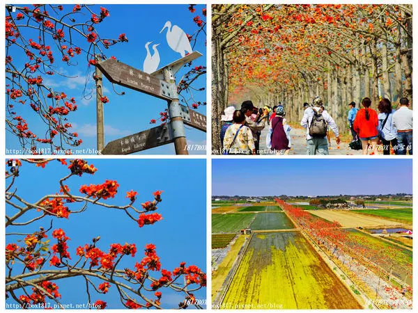 【台南。白河】世界最美花海街道之一。林初埤木棉花道火紅登場