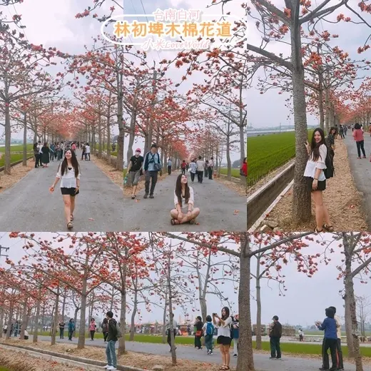 [遊記]台南白河-林初埤木棉花道 火紅木棉花綿延x全球15條最美花海街道朝聖