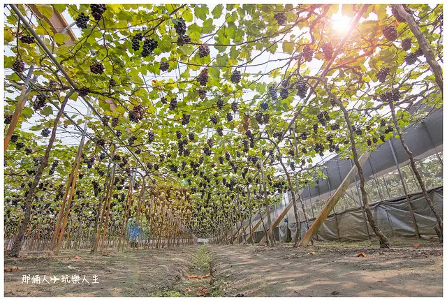 『彰化-溪湖名產』老班長葡萄 一身奉獻給葡萄的農夫🍇🍇 精緻農業的價值