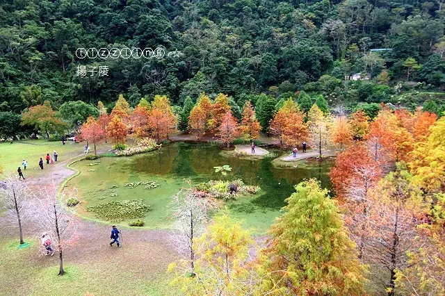有隻麋鹿在迷霧森林迷路時...遇見落羽松秘境。苗栗。南庄雲水度假森林～