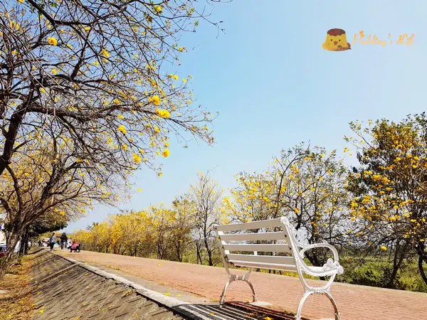 【嘉義旅遊】八掌溪畔軍輝橋黃花風鈴木堤防《風鈴木大道》三月黃花瘋市集
