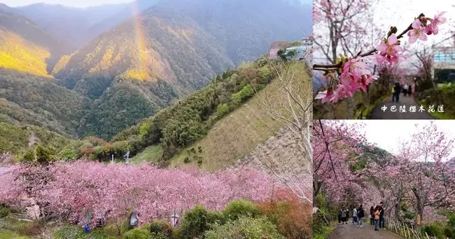 2020拉拉山賞櫻景點 ▶ 中巴陵櫻木花道 ▶ 拉拉山免門票賞櫻秘境 2020北橫櫻花季 中巴陵櫻木花道2/22最新花況、停車資訊!