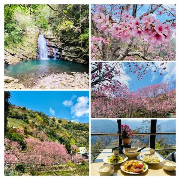 2020桃園北橫櫻花季|桃園絕美秘境瀑布|拉拉山免門票賞櫻秘境|拉拉山賞櫻超值一日遊行程推薦