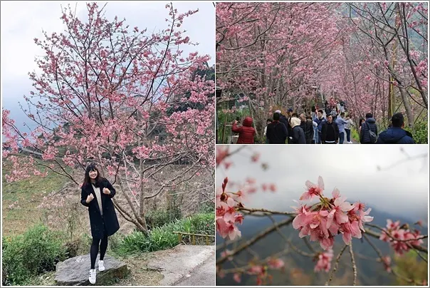 桃園復興｜中巴陵櫻木花道．免門票賞櫻地點！粉紅櫻花隧道開花了～