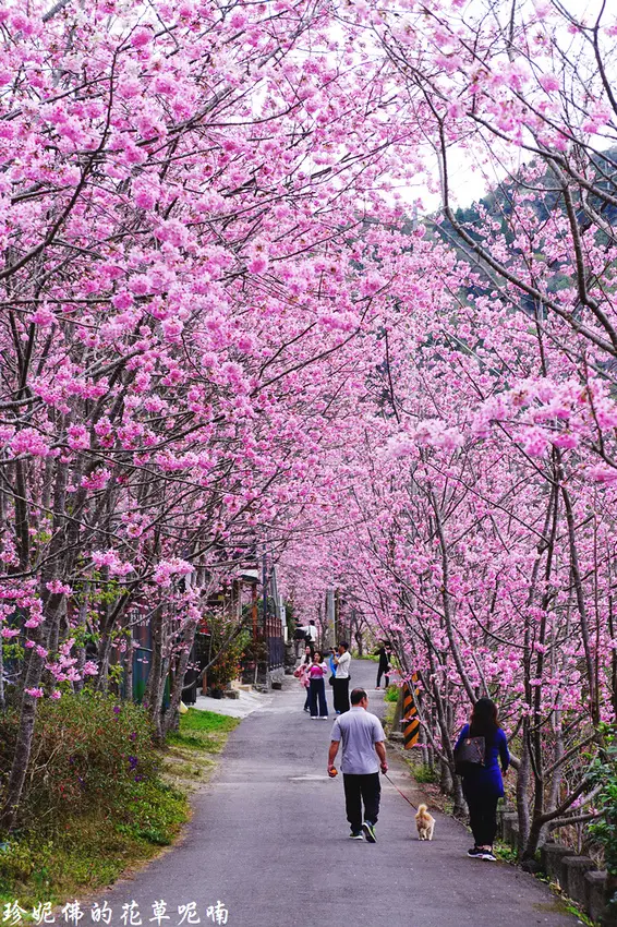 【桃園-復興區】2019中巴陵櫻木花道賞昭和櫻