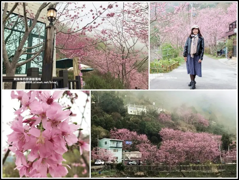 2020北橫櫻花季。中巴陵櫻木花道免門票賞櫻景點