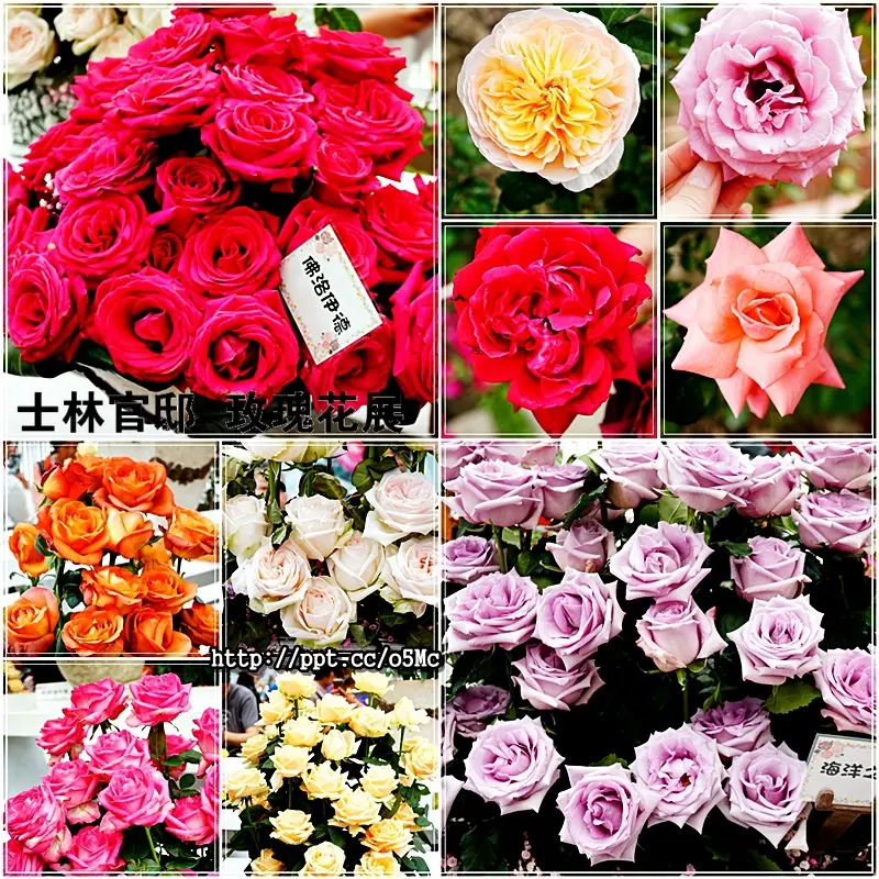 【士林官邸】無料免費入場～搭捷運到士林站，栽植超過1600株各式品種玫瑰，日本押花大師國寶級大師杉野宣雄助陣，展出作品(3/23~4/6止)