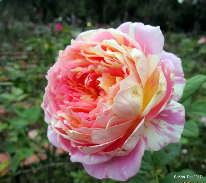 士林官邸玫瑰園 --- 花妍清香嬌百態，驅冬迎春綻歡顏!