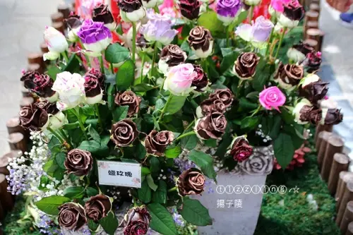 尋找美麗2017士林官邸玫瑰展&開過頭的中正紀念堂大漁櫻花～