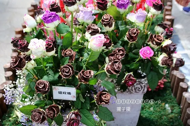 尋找美麗2017士林官邸玫瑰展&開過頭的中正紀念堂大漁櫻花～