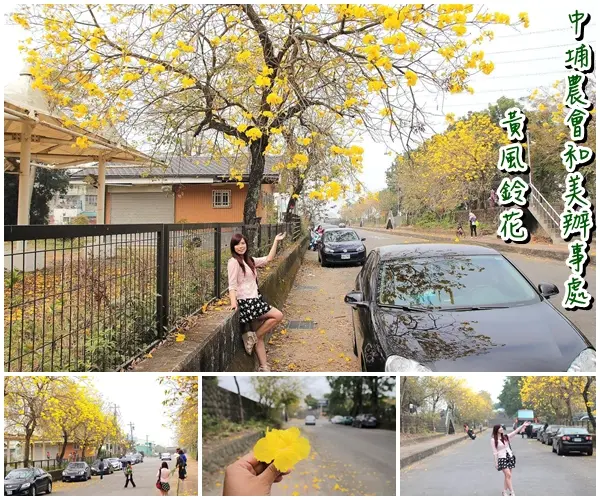 【嘉義景點】中埔農會和美辦事處黃風鈴花~季節限定的黃金地毯，黃色花朵隨風搖曳而灑落，旅人輕輕地漫步在黃風鈴樹下，盡情享受這最浪漫的黃金雨        
      