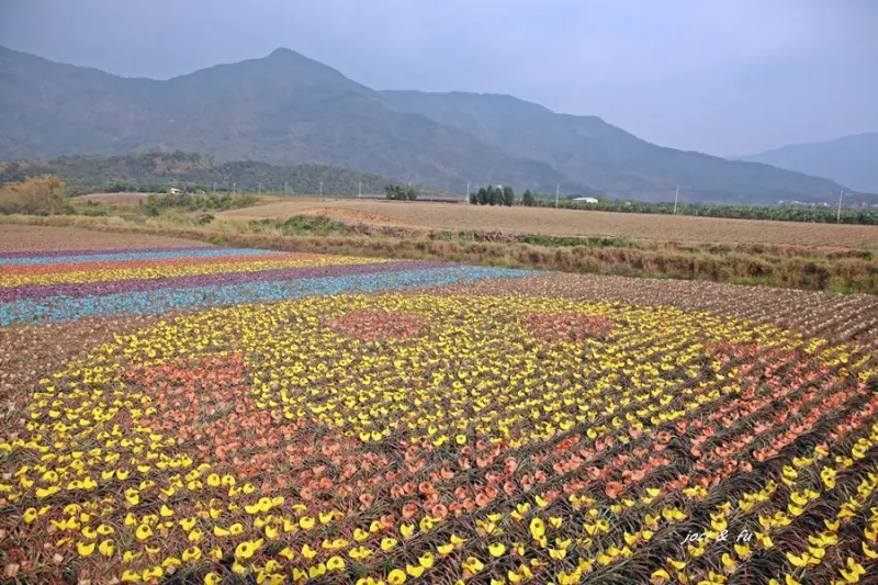 <屏東高樹> 微笑185 繽紛彩旺節 彩繪鳳梨田 五彩繽紛另類花海