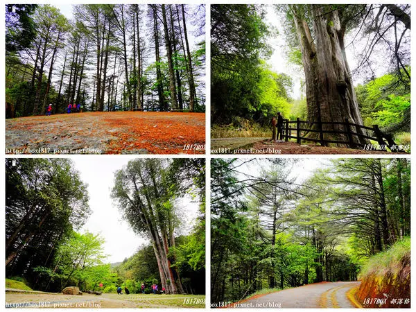 【台中。和平】大雪山神木步道。樹齡約1400年的紅檜。雪山神木姿態挺拔枝葉蓊鬱