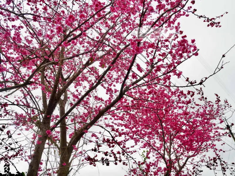 【大雪山賞櫻】看櫻花不用人擠人，大雪山秘境小道獨自包場一整片粉紅飛雪