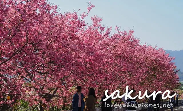 【台中◍•ᴗ•◍新社】景點・新社興社街櫻花秘境｜新社區興社街賞櫻新景點2017/4/2花況｜新社櫻花季｜新社興社街昭和櫻滿開｜新社興社街富士櫻滿開｜新社櫻花賞櫻秘境新景點｜新社區興社街一段201號賞櫻