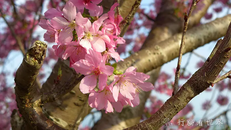 【台中新社】春遊賞櫻趣～粉嫩富士櫻盛開。感受浪漫櫻花雨
