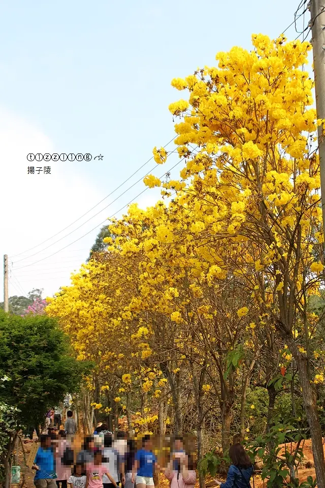 初訪新竹。新埔。黃花風鈴木大爆發～