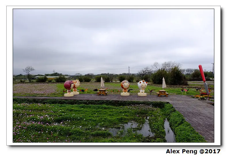 桃園市-桃園彩色海芋季+竹圍漁港-徐家嚐鮮屋魚丸店