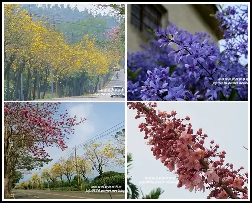 嘉義。最美的166縣道黃花風鈴木。洋紅風鈴木。錫葉藤大爆開。文峰遊客中心花旗木首拍