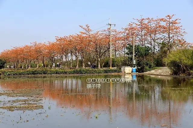 初訪彰化。二林木棉花道，漫步在鄉間小路火紅色隧道裡～