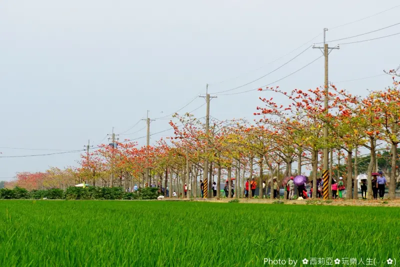 【台南。白河區】世界15大最美花道之一『白河林初埤木棉花季』展開囉，還有那猶如調色盤似的『紅浮萍』等著大家欣賞喔。(賞花日期：106/3/22)