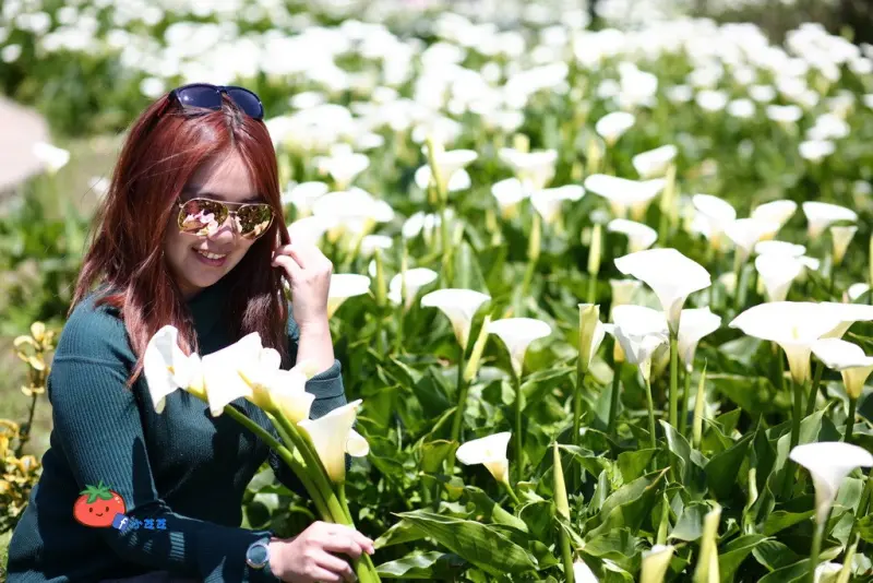 【台北景點】陽明山竹子湖海芋 想看整片浪漫海芋就來苗榜 逛花園吃小饅頭 附交通資訊 公車