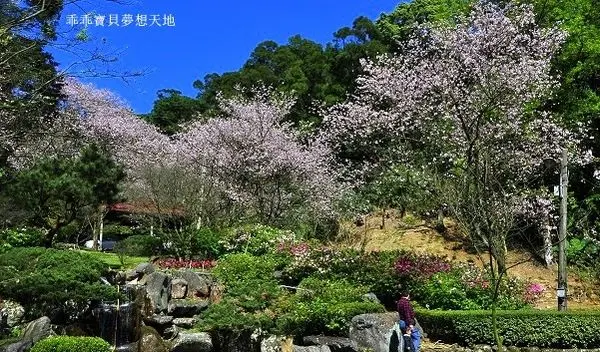 【三芝 / 賞櫻】三板橋 - 私人櫻花園。宛如置身於京都櫻花季