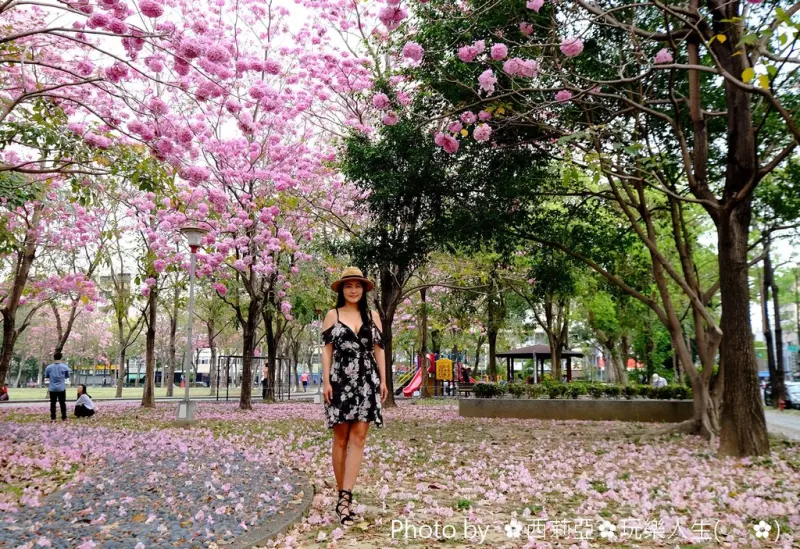 【台中。東區】美呆了~轉角遇見洋紅風鈴木，只要走一趟『大智公園』就可以欣賞到都市叢林難得一見的粉紅花海正浪漫上演中。 (賞花日期：106/4/09)