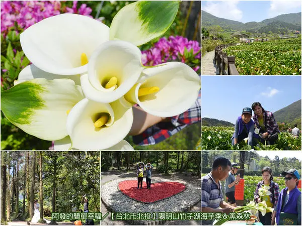 ﹝台北市北投遊記﹞2017竹子湖海芋季  花田溪畔之採海芋趣　同場加映：竹子湖婚攝秘境『黑森林（小溪頭柳杉林）』　／大台北賞花／海芋步道／陽明山賞花／親子景點