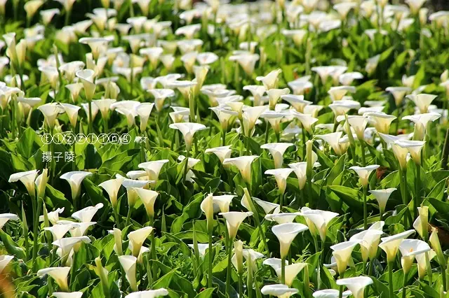 夢幻白色花海就在2017竹子湖海芋季&2017陽明山海芋季～