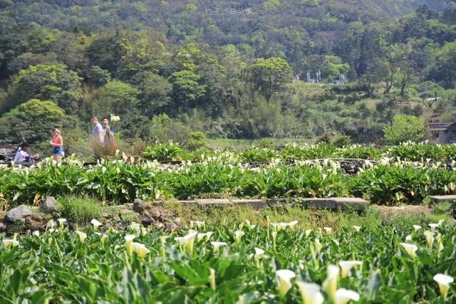 台北。北投。輕抹那朵純白潔淨 / 2017陽明山竹子湖海芋季