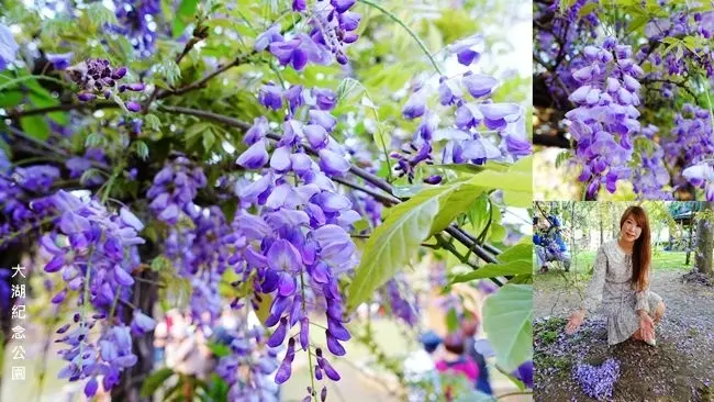 2019北部免費紫藤花景點 ▶ 桃園龜山大湖公園 ▶ 浪漫的紫藤廊道 紫藤花、流蘇花一次滿足 4/5最新花況!