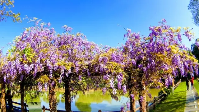 【龜山大湖公園紫藤花季】2018桃園最佳賞花步道/紫色風暴浪漫來襲/流蘇紫藤花滿開中(2018/3/29最新花況)