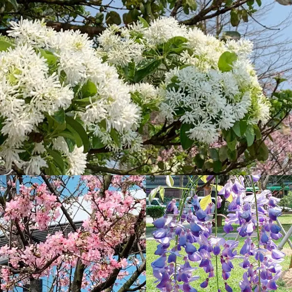 【大湖公園紫藤花季】2019桃園最新花況分享/拿靠早午餐/百花盛開美不勝收(2019/3/28)