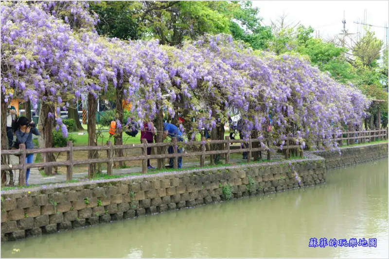 桃園龜山。大湖紀念公園~紫藤花開,邂逅這一季的紫色浪漫