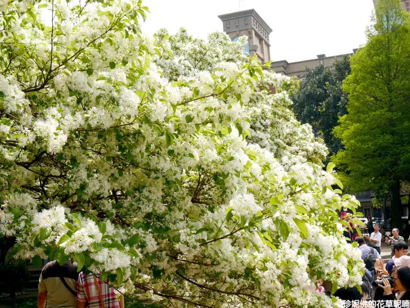 【桃園-龜山區】2018大湖紀念公園紫藤、流蘇盛開