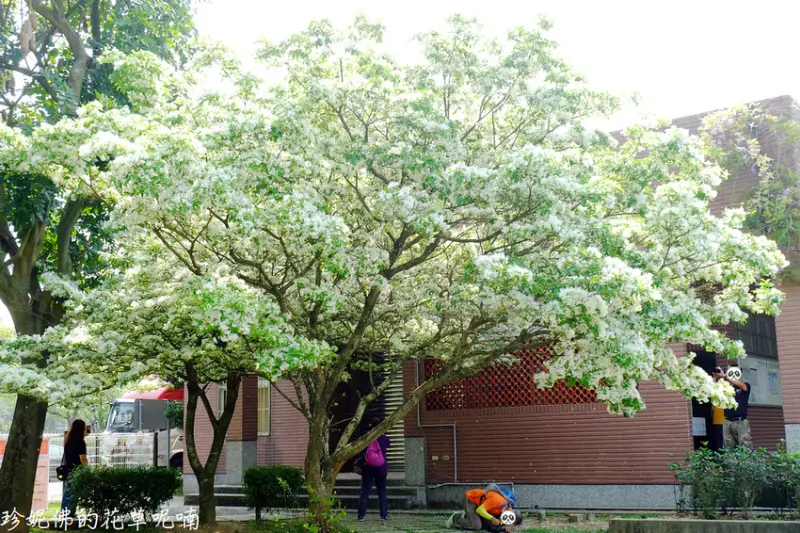 【桃園-龜山區】2019大湖紀念公園賞流蘇花