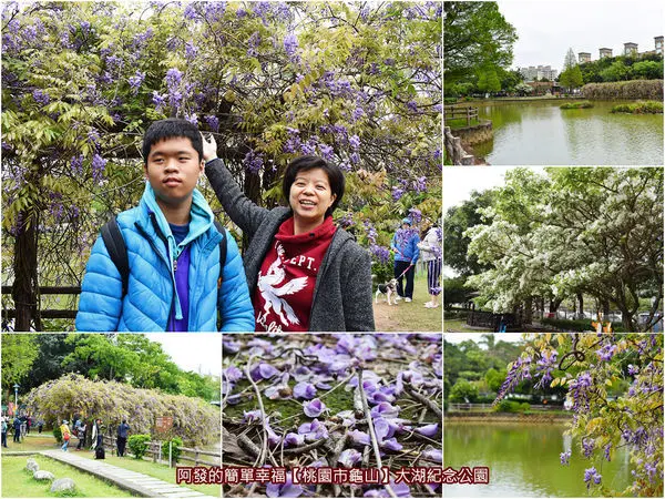 ﹝桃園市龜山遊記﹞大湖紀念公園　不必門票、不必跑遠！龜山人的湖畔公園，夢幻紫藤花與雪白流蘇雙綻中　