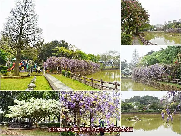 ﹝桃園市龜山遊記﹞大湖紀念公園　龜山人的美麗湖畔公園，一地就可見夢幻紫藤花與雪白流蘇雙綻！　／紫藤花棚廊道／桃園紫藤花熱門景點／2021-03-18最新花況