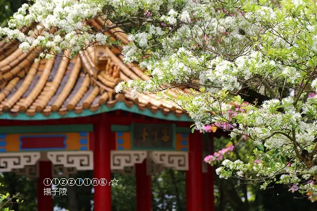 2018桃園。石管局流蘇花開&桃園。龜山大湖紀念公園紫藤花開～
